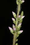 Culver's root